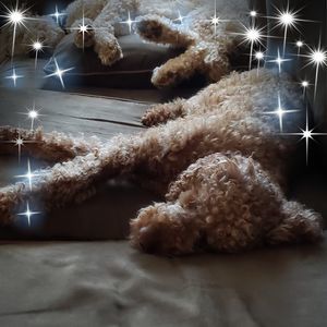 Meet your Posher, Joanne chacko